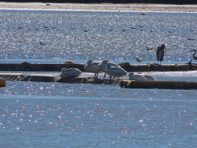 American White Pelican - ML624571023