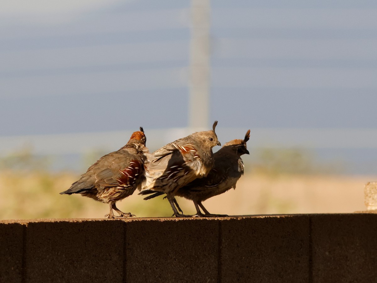 Gambel's Quail - ML624571024