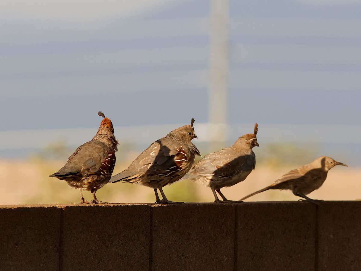 Gambel's Quail - ML624571025