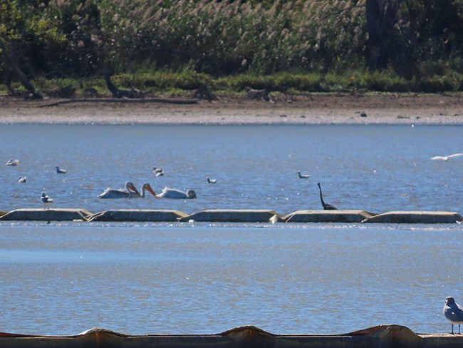 American White Pelican - ML624571026