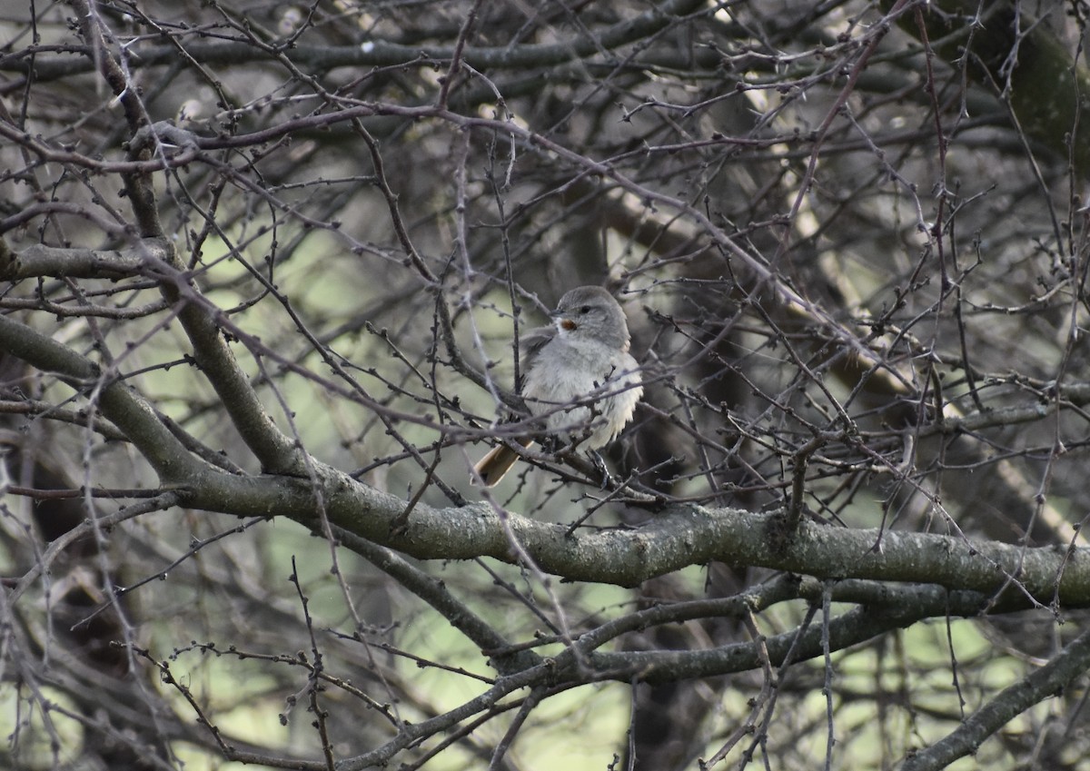 Short-billed Canastero - ML624571028