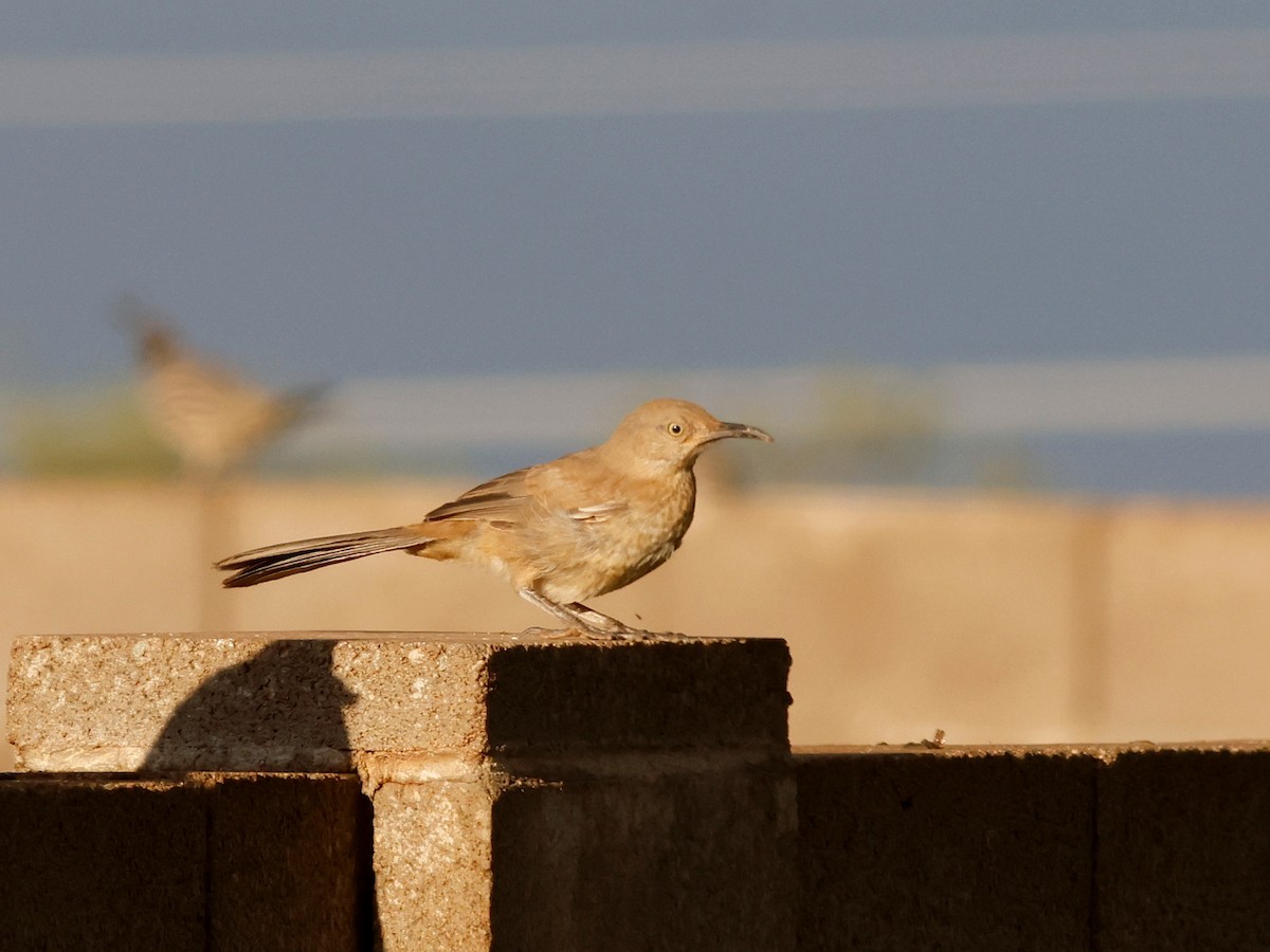 Curve-billed Thrasher - ML624571029