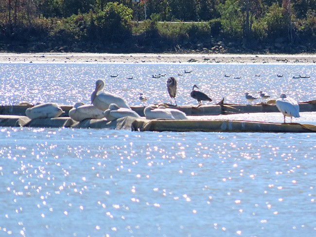 American White Pelican - ML624571030