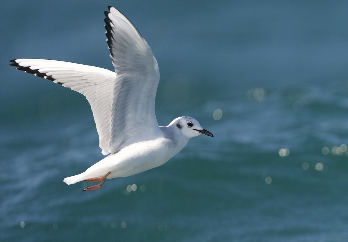 Bonaparte's Gull - ML624571031