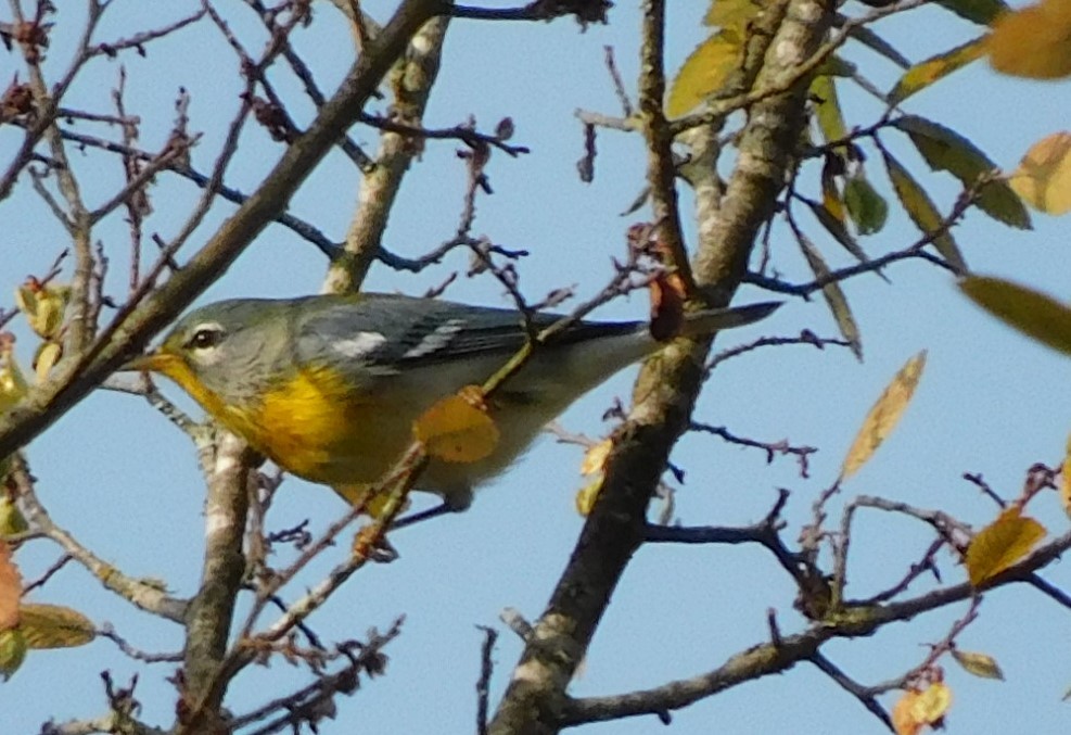 Northern Parula - ML624571032