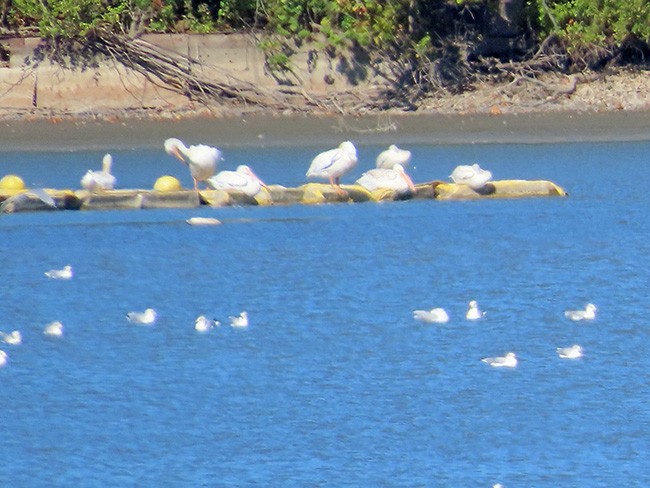 American White Pelican - ML624571034