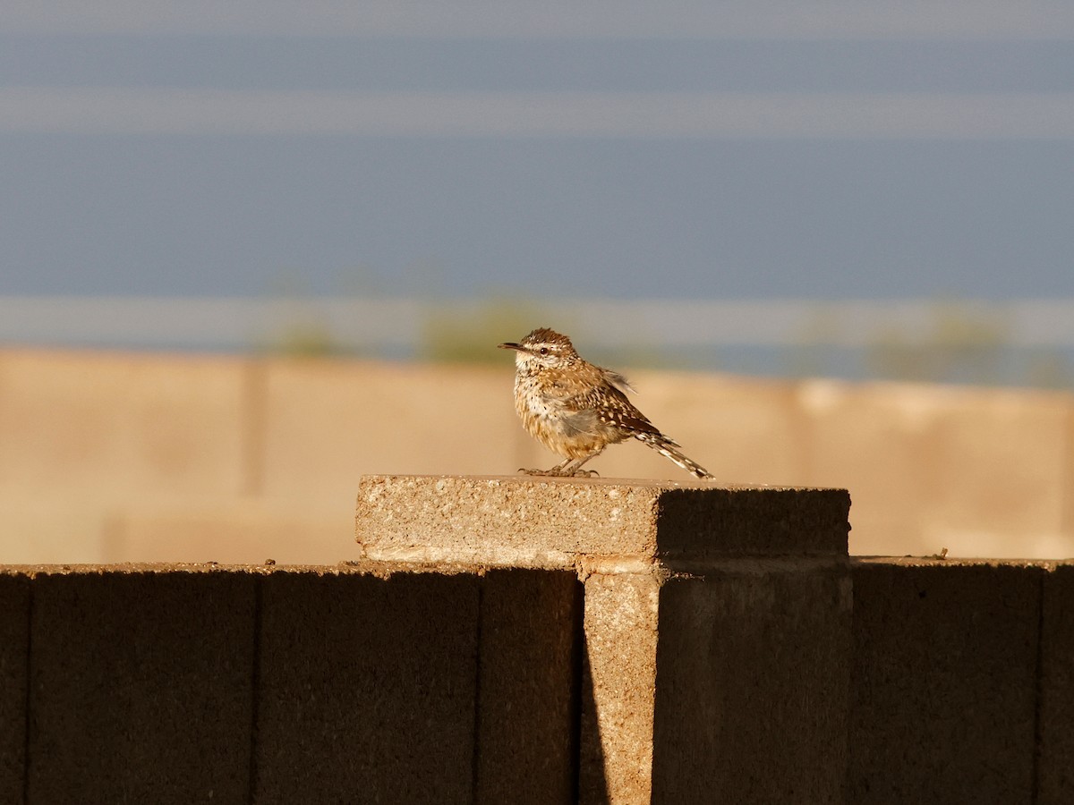 Cactus Wren - ML624571038