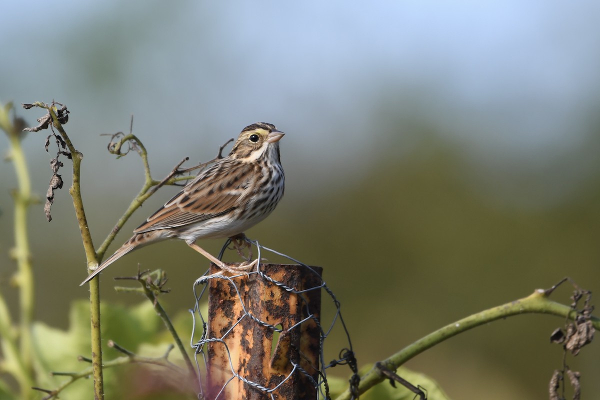 Savannah Sparrow (Savannah) - ML624571039