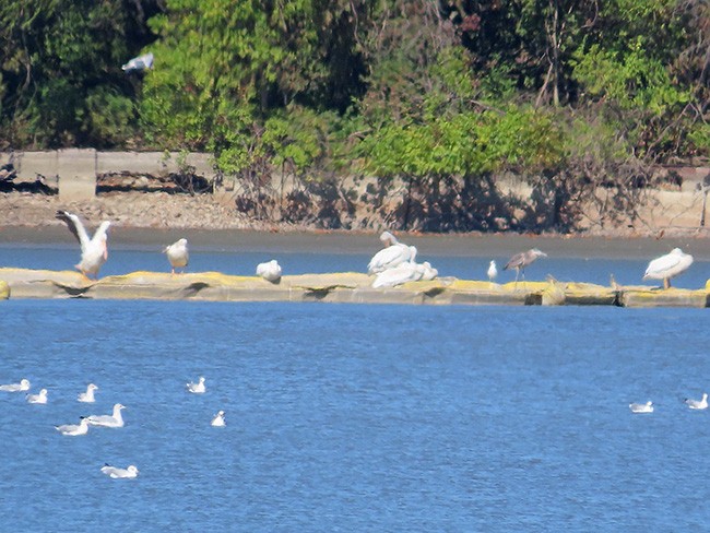 American White Pelican - ML624571040