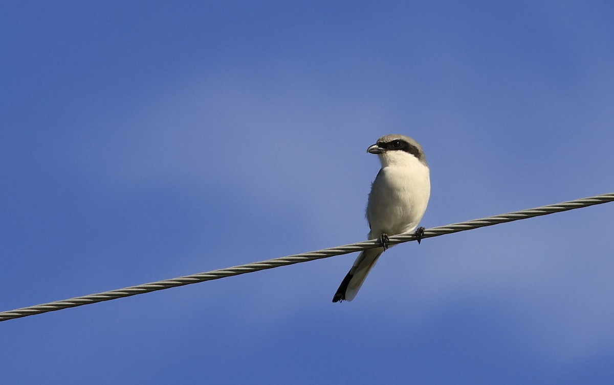 Loggerhead Shrike - ML624571041