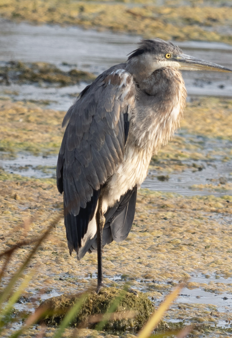 Great Blue Heron - ML624571052