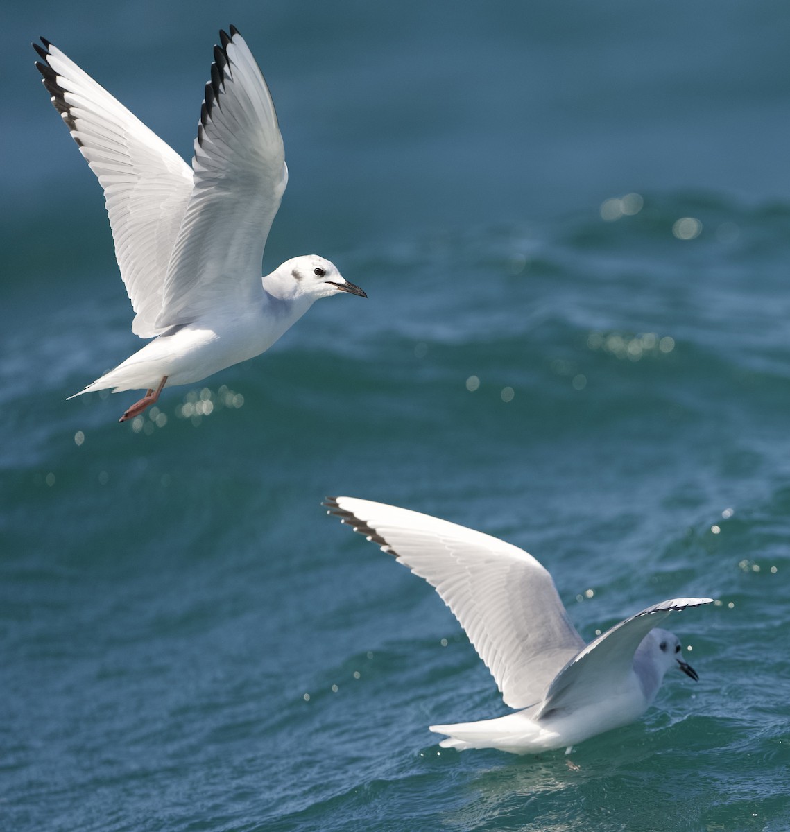 Bonaparte's Gull - ML624571066