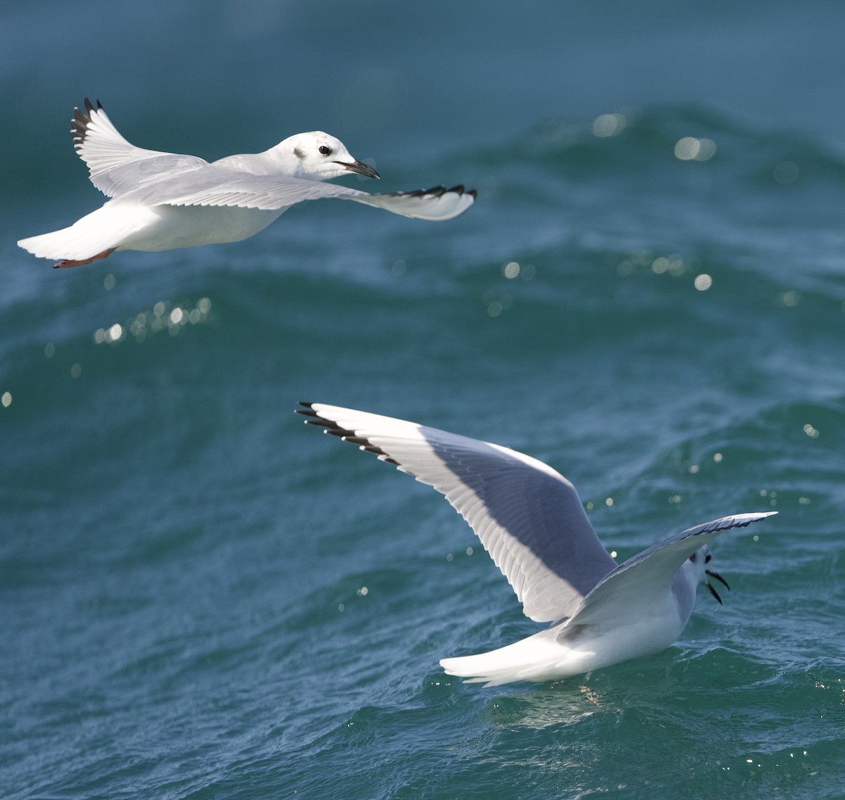 Bonaparte's Gull - ML624571109