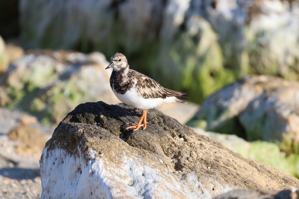 Ruddy Turnstone - ML624571110