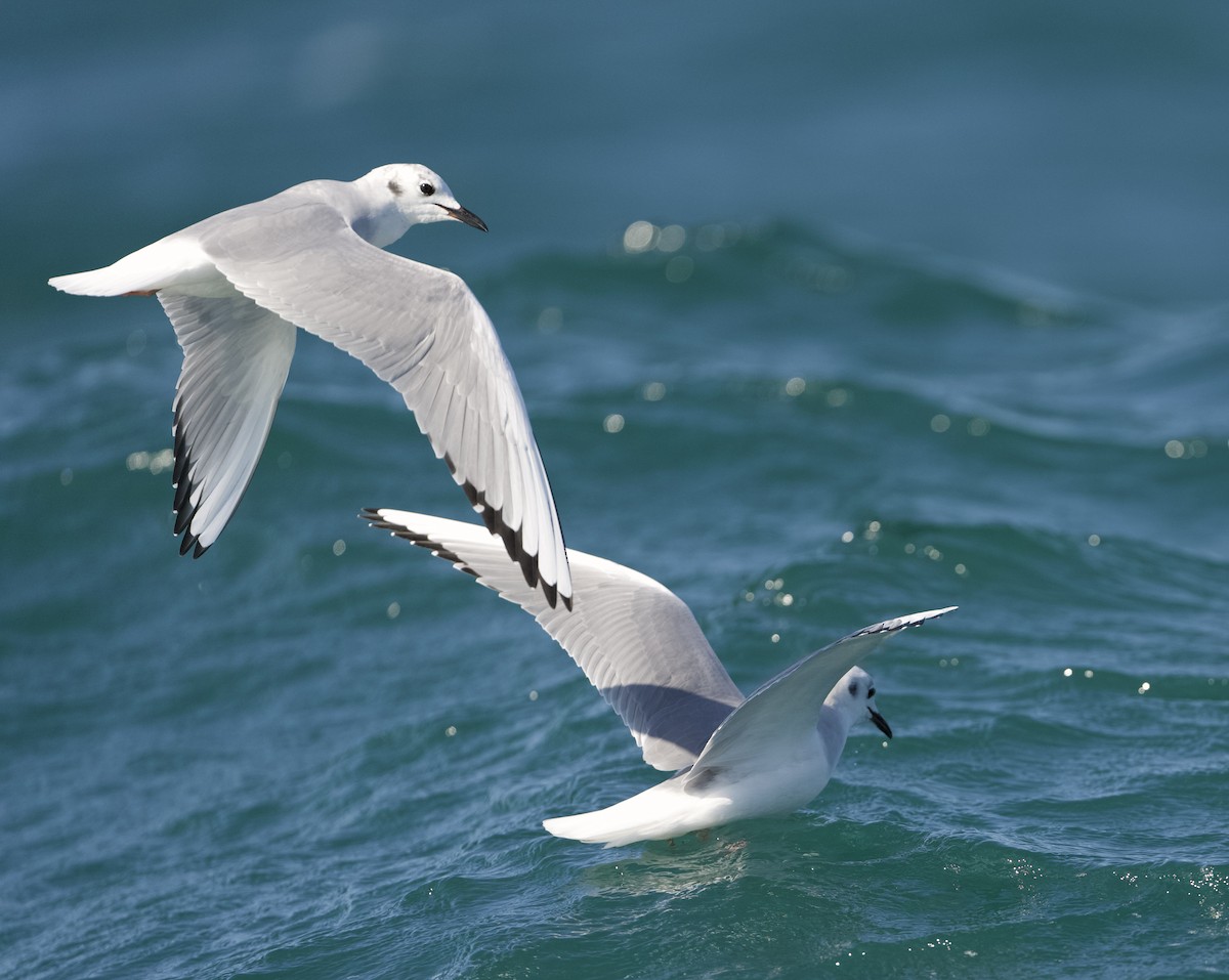 Bonaparte's Gull - ML624571152