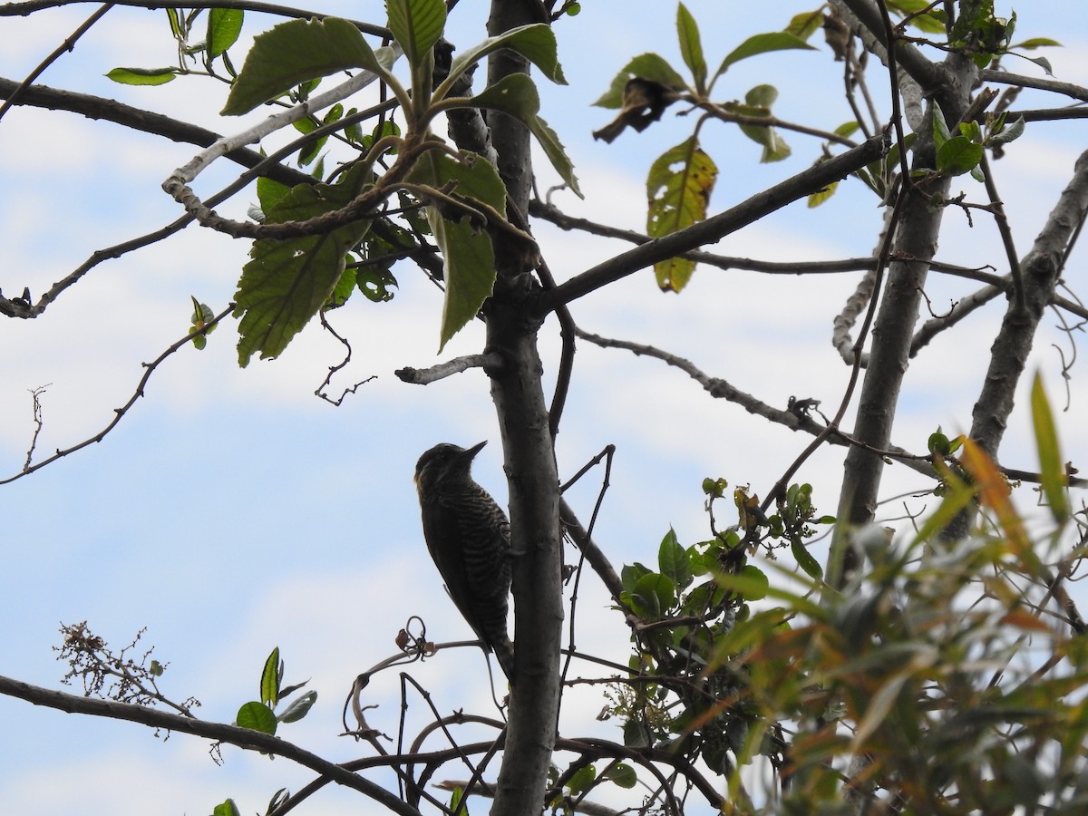 Bar-bellied Woodpecker - ML624571185