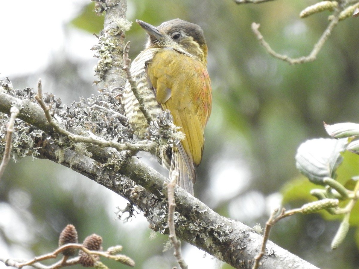 Bar-bellied Woodpecker - ML624571187