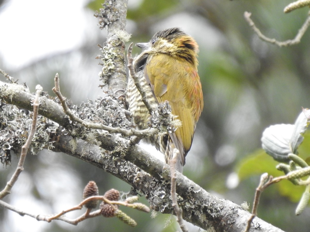 Bar-bellied Woodpecker - ML624571188