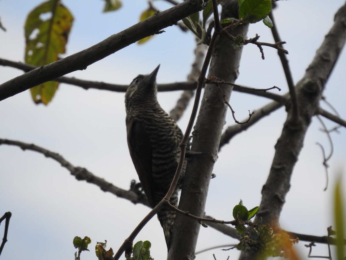 Bar-bellied Woodpecker - ML624571189