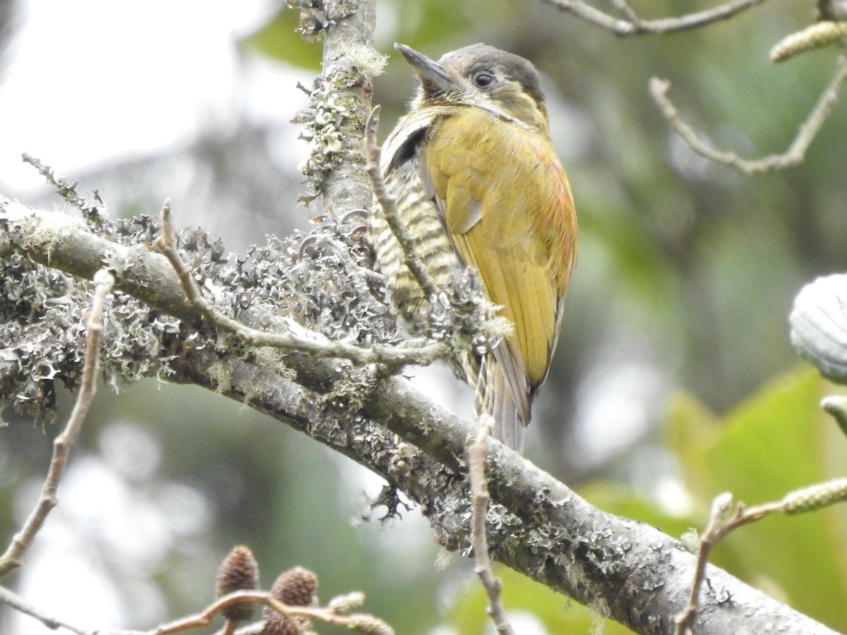 Bar-bellied Woodpecker - ML624571190