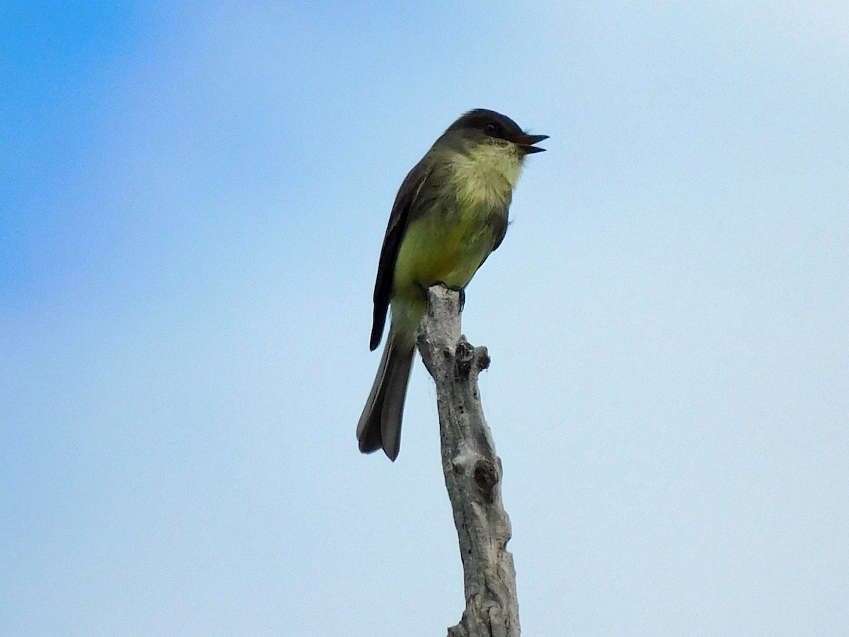 Eastern Phoebe - ML624571191