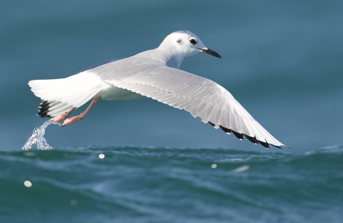 Bonaparte's Gull - ML624571230