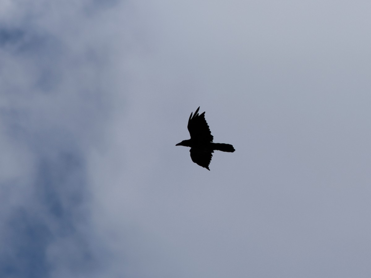 Common Raven - ML624571233