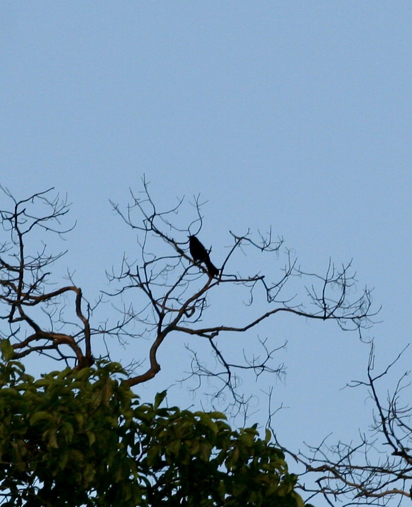 Great-tailed Grackle - ML624571234