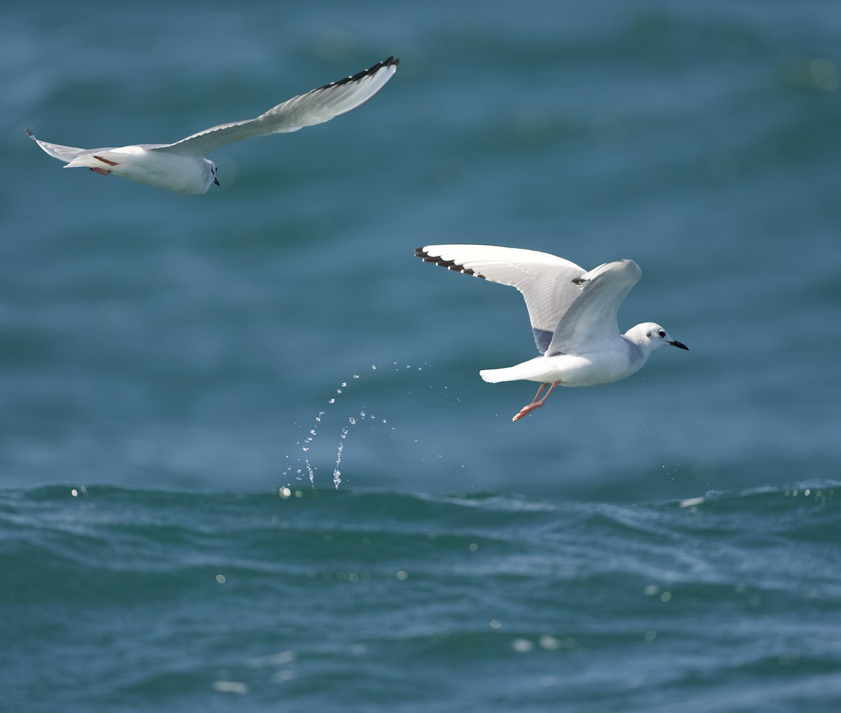 Bonaparte's Gull - ML624571264