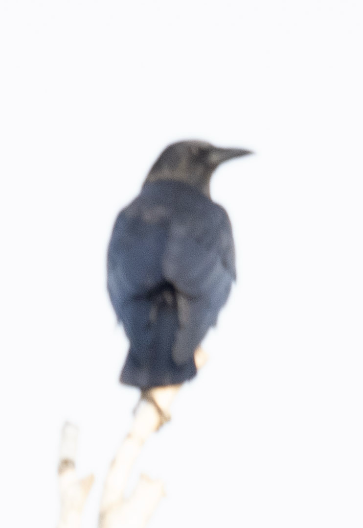 American Crow - ML624571315