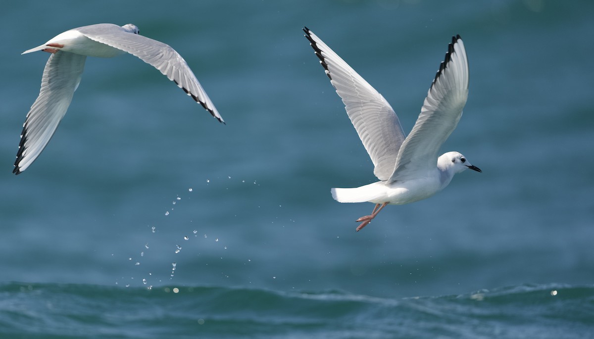 Bonaparte's Gull - ML624571333