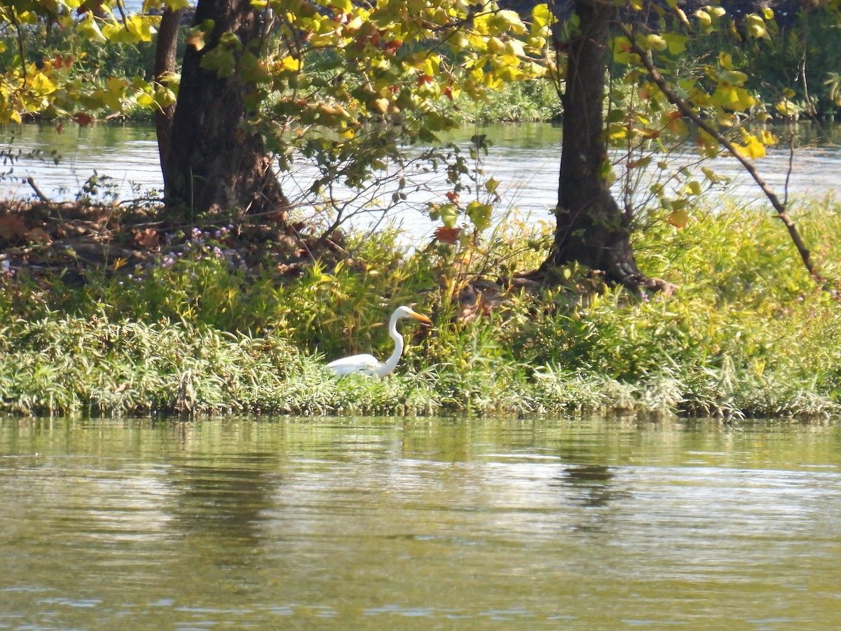 Great Egret - ML624571346