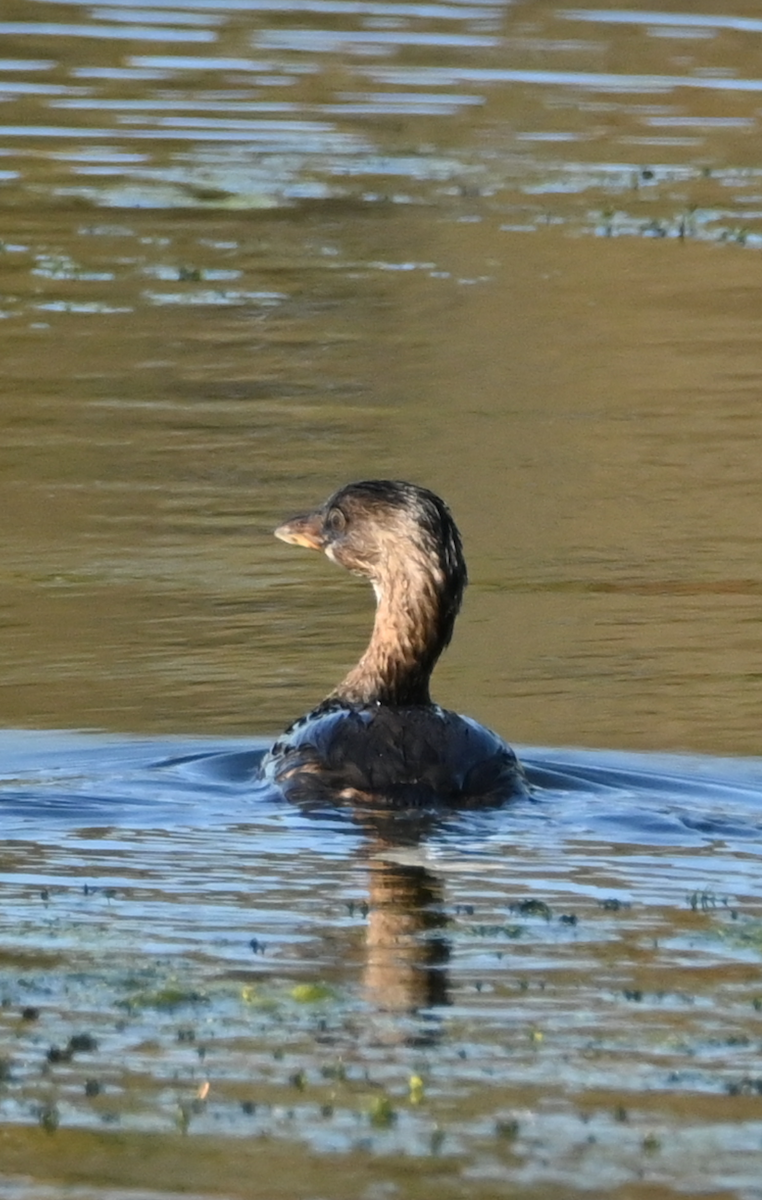 Grèbe à bec bigarré - ML624571348