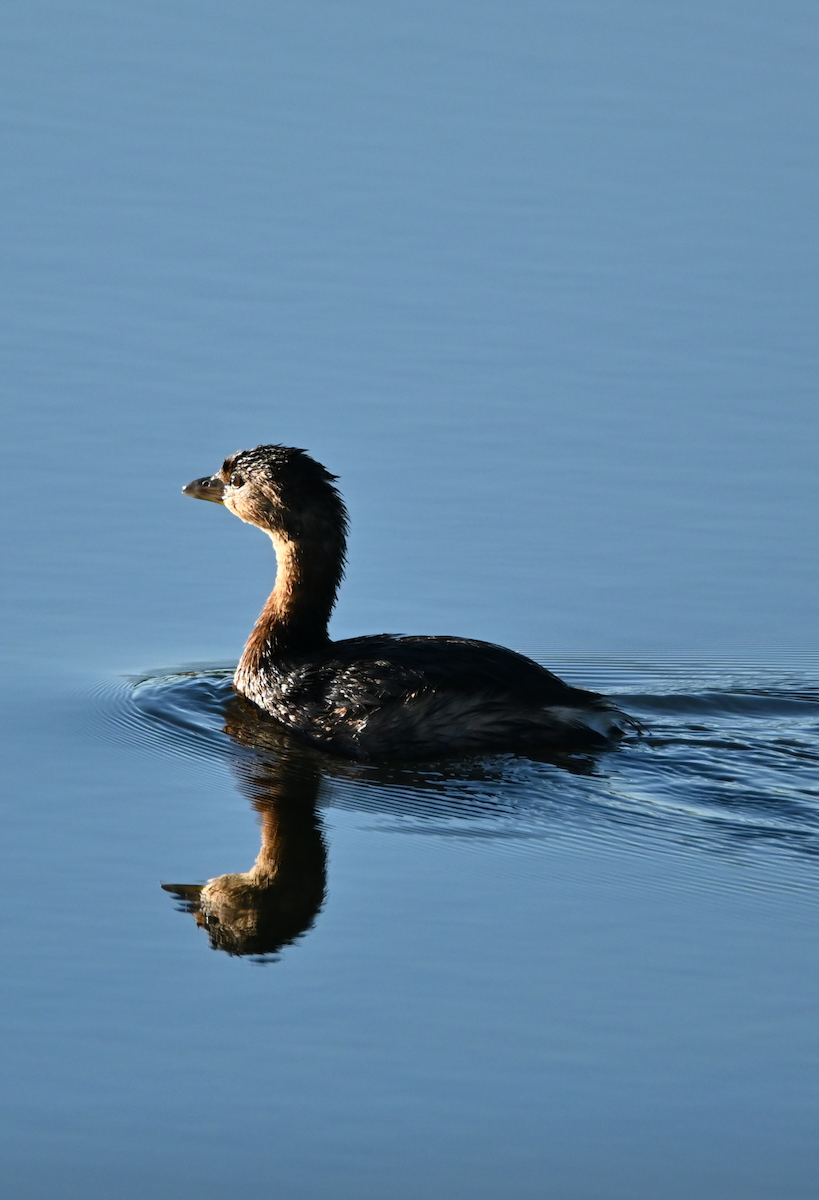 Pied-billed Grebe - ML624571349