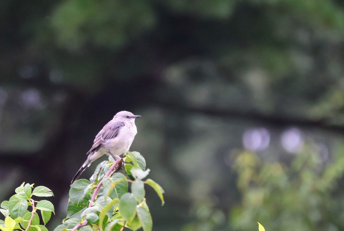 Northern Mockingbird - ML624571361