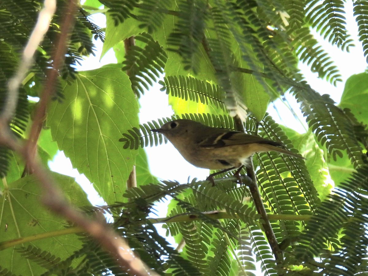 Ruby-crowned Kinglet - ML624571379