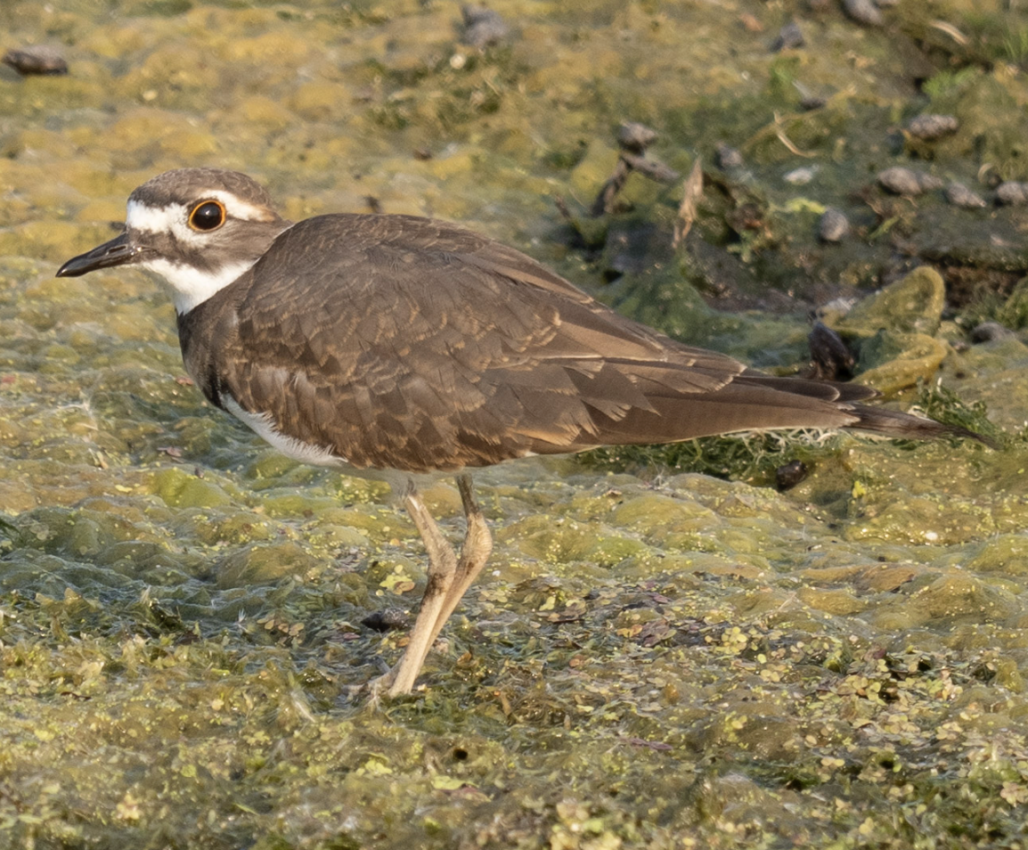 Killdeer - ML624571397