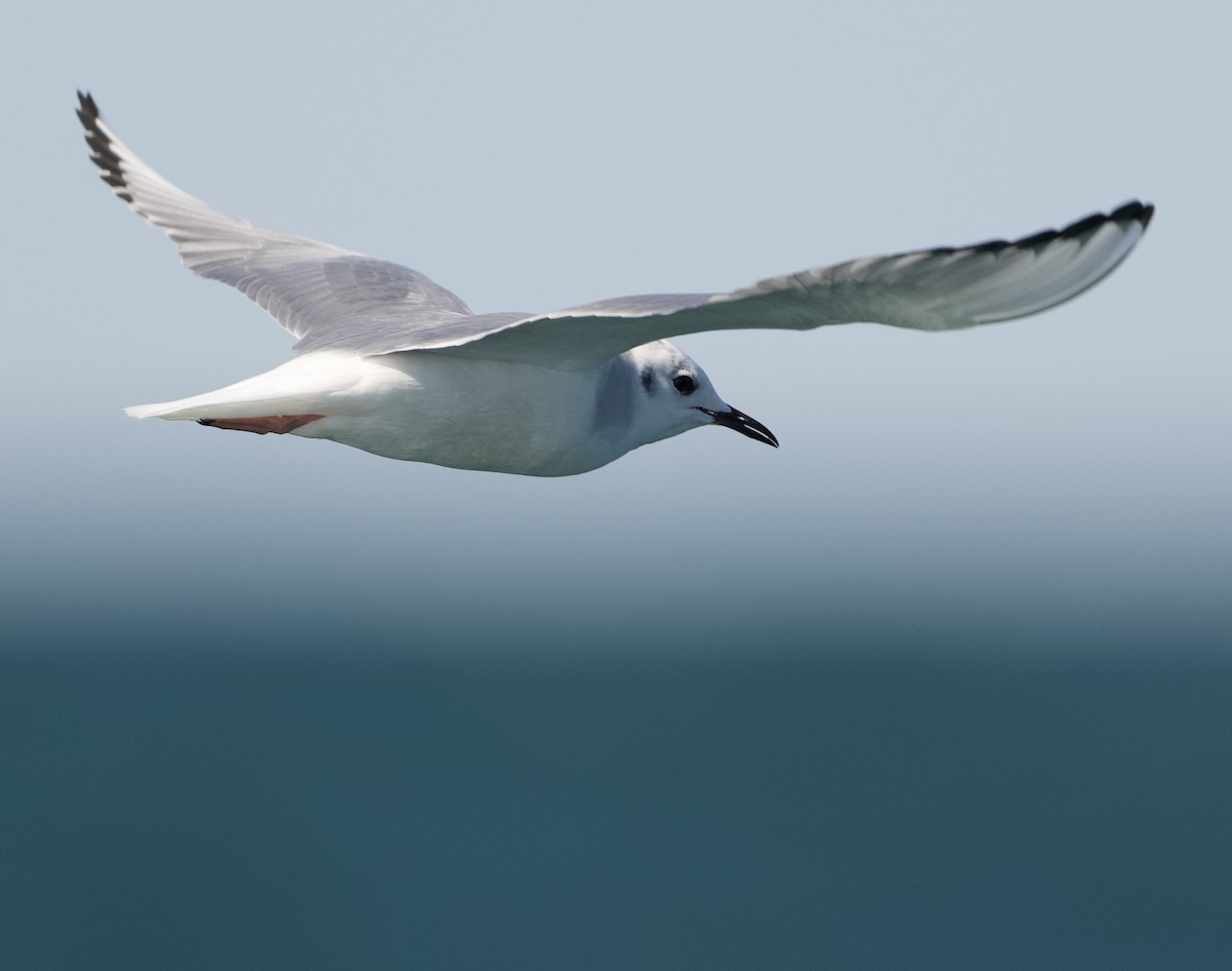 Bonaparte's Gull - ML624571437