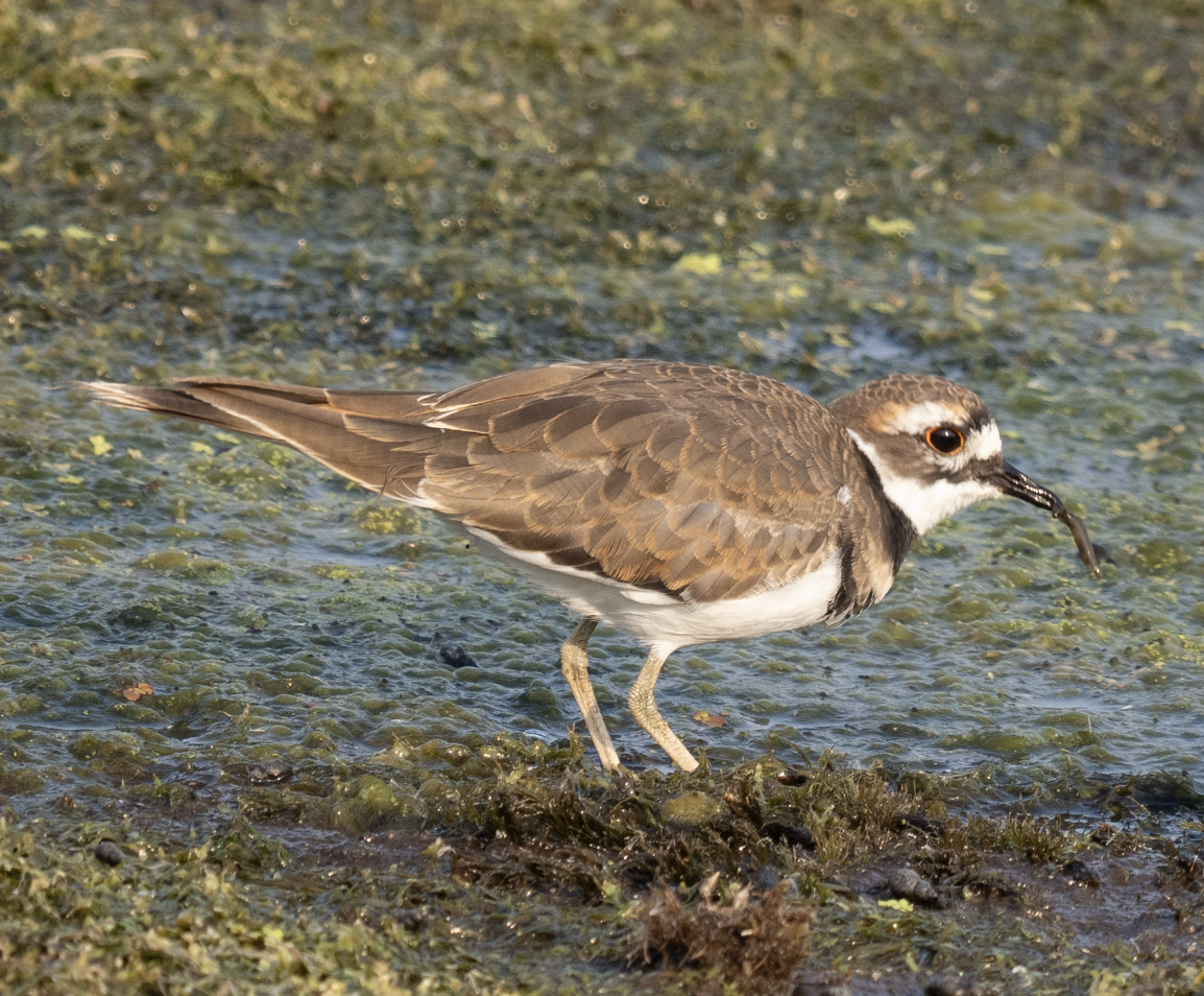 Killdeer - ML624571439