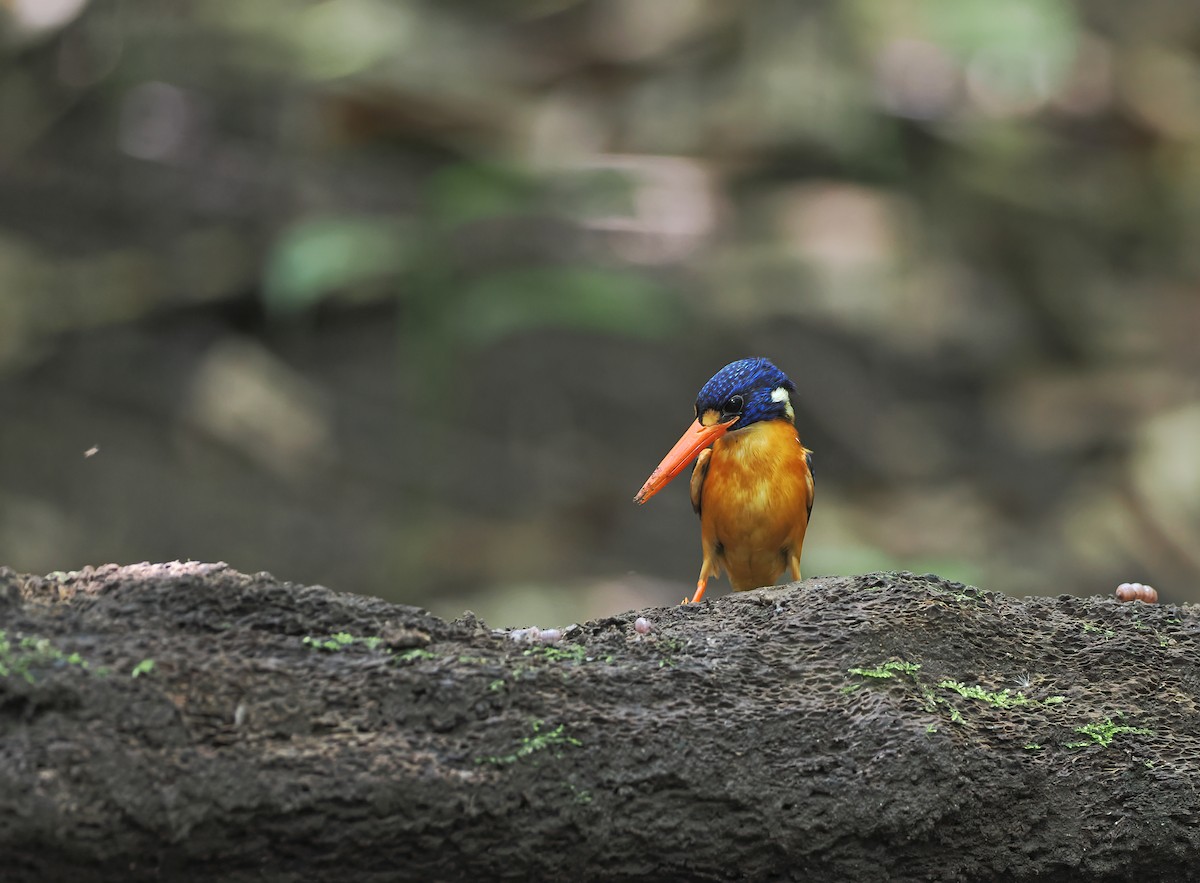 Moluccan Dwarf-Kingfisher (North Moluccan) - ML624571443