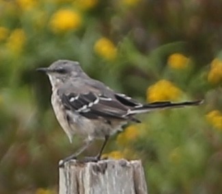 Northern Mockingbird - ML624571449