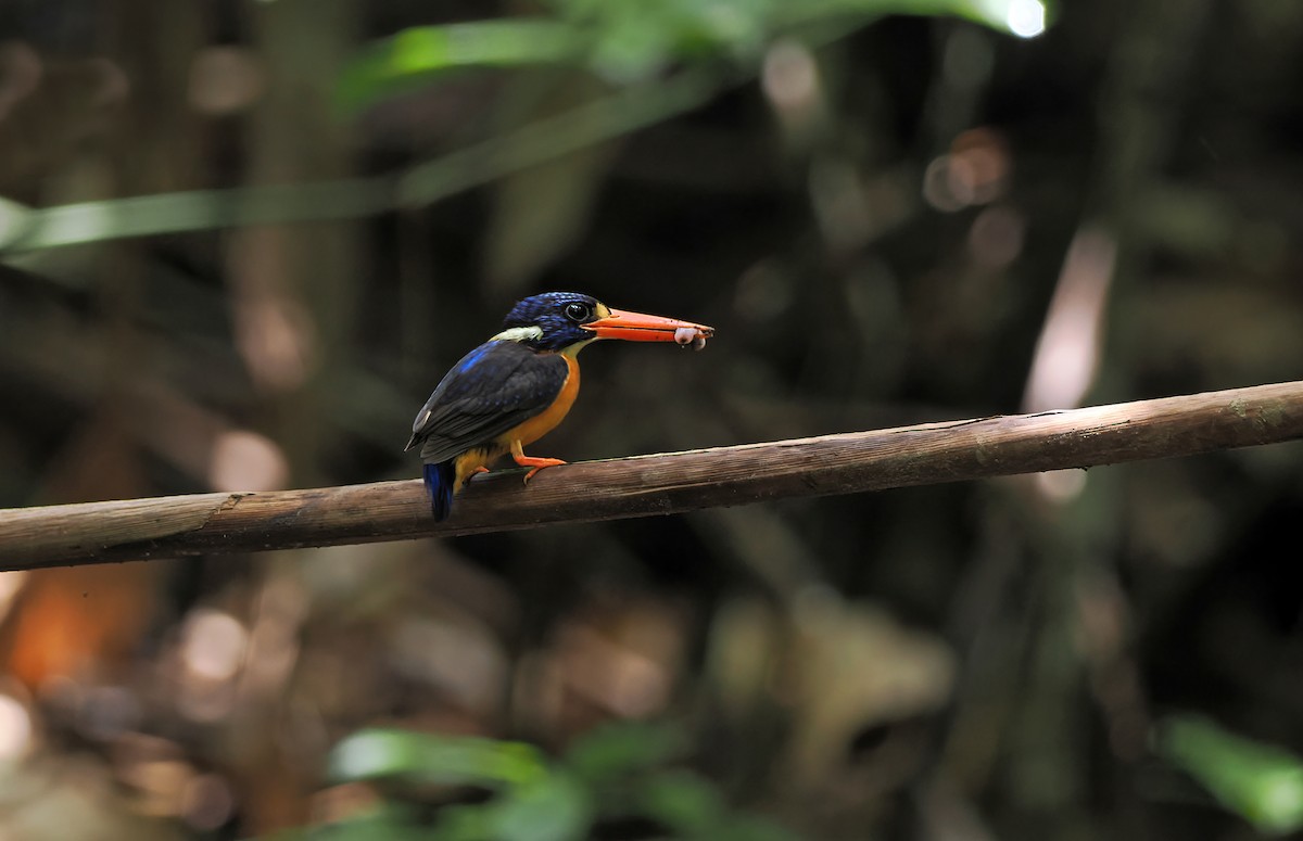 Moluccan Dwarf-Kingfisher (North Moluccan) - ML624571456