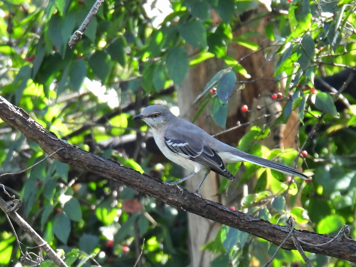 Northern Mockingbird - ML624571467