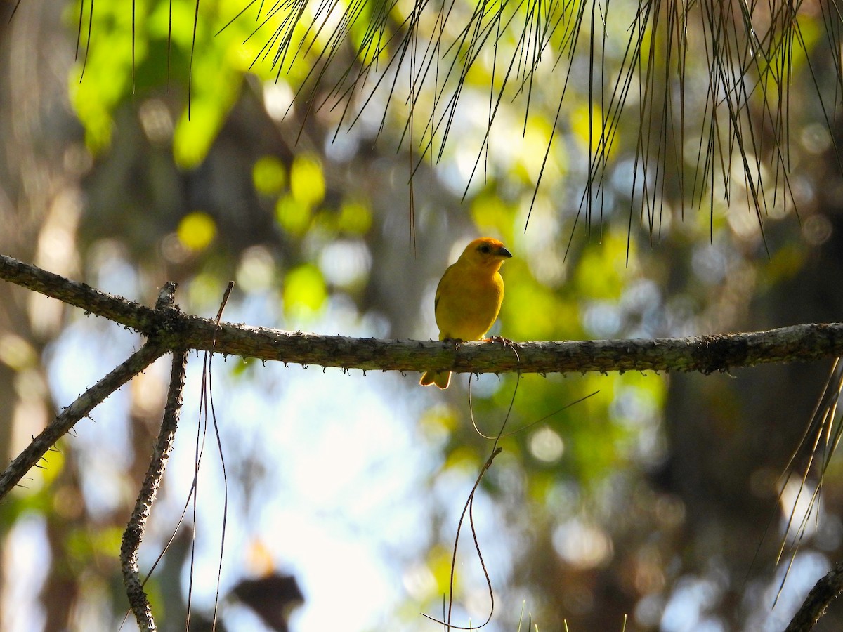 Saffron Finch - ML624571473