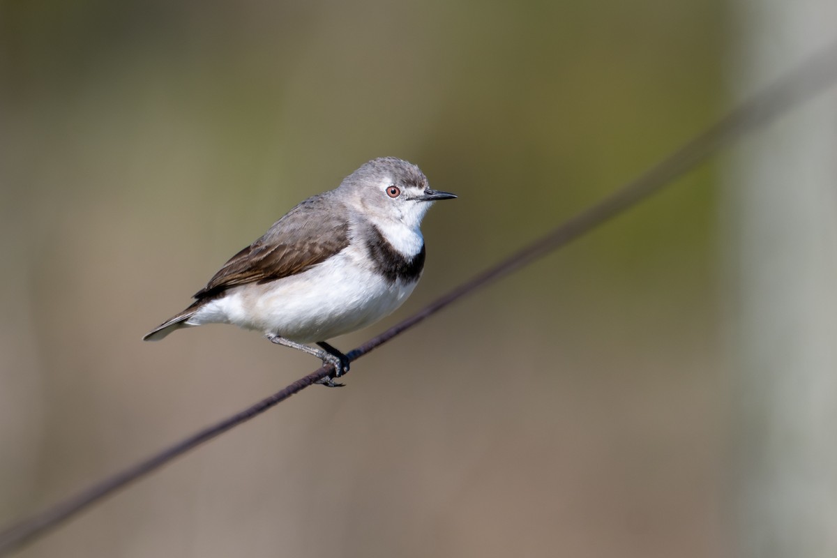 White-fronted Chat - Mark Lethlean