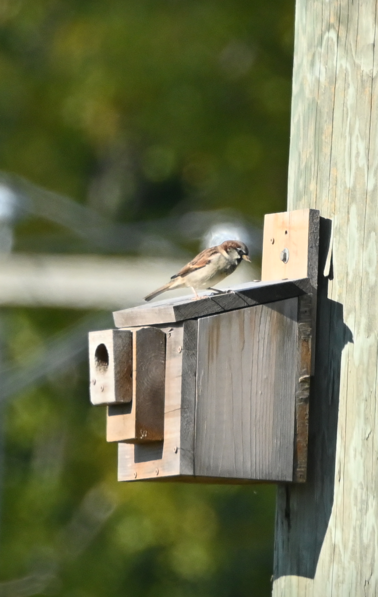 House Sparrow - ML624571499