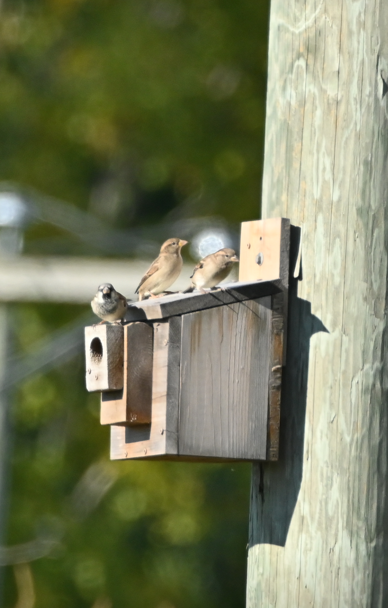 House Sparrow - ML624571500