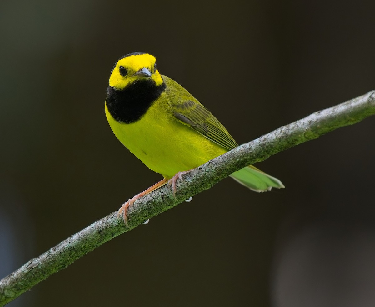 Hooded Warbler - David Hall