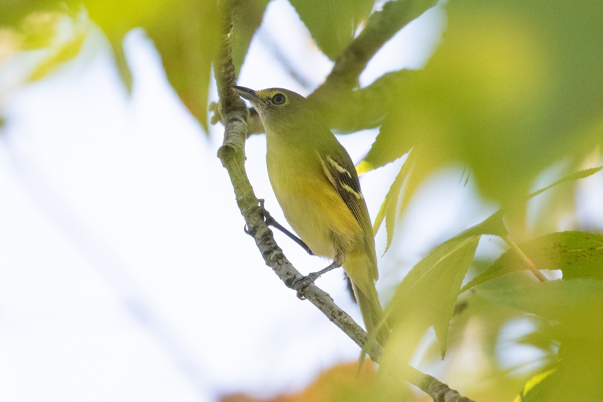 Weißaugenvireo - ML624571535