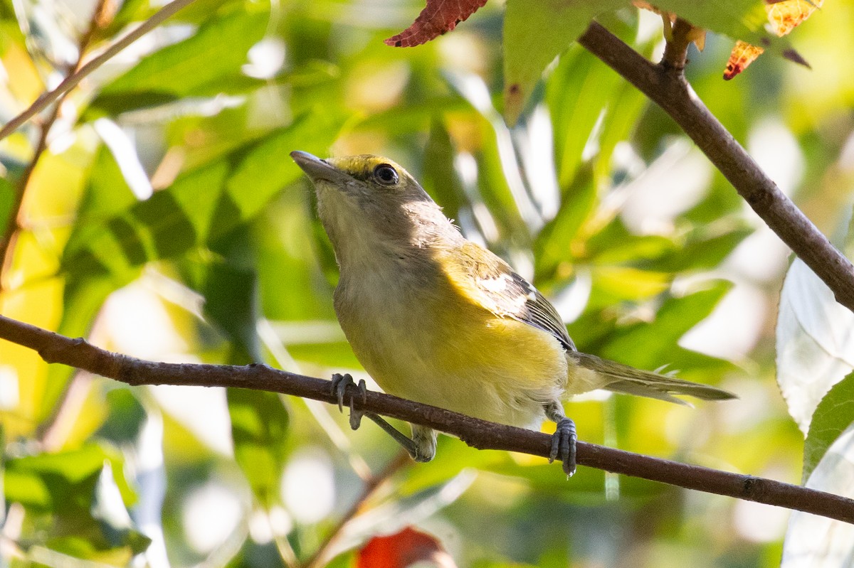 Weißaugenvireo - ML624571536